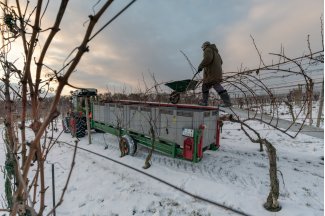 vino